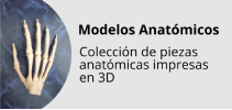Modelos Anatómicos